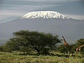 Giraffes, Mt Kilimanjaro
