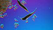 Dileptus anser protozoa hunting