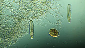 Didinium nasutum swimming