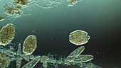 Didinium nasutum swimming