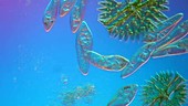 Paramecium swimming in pond water