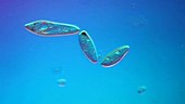 Paramecium undergoing fission