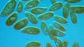 Paramecium bursaria swimming in pond water