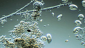 Protozoa in wastewater