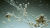 Protozoa in wastewater