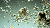 Protozoa in wastewater