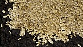 Mould on flax seeds