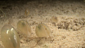 Ostracods underwater
