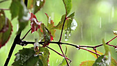 Rainfall on leaves, high-speed