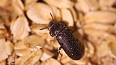 Yellow mealworm beetle infestation