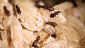 Sawtooth grain beetle infestation