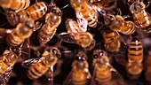 Honeybee performing waggle dance