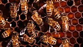 Honeybee performing waggle dance