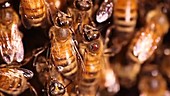 Honeybee parasitized by mite