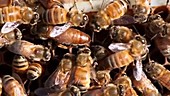 Honeybee queen depositing eggs