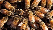 Honeybee queen depositing eggs