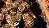 Honeybees tending cells