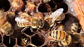 Honeybees removing dead pupa