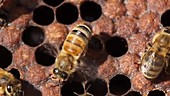 Honeybee fanning wings