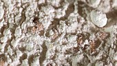 Flour moth larvae infestation