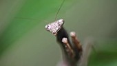 Carolina mantis on leaf