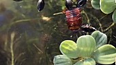 Whirligig beetles feed on cockroach
