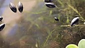 Whirligig beetles swimming about