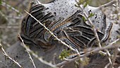 Western tent caterpillars basking on bush