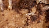 Eastern subterranean termite worker