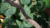 Juvenile walkingstick climbing branch