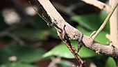 Macleays spectre climbing branch
