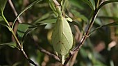 Leaf insect climbing plant