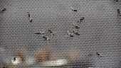 House flies in laboratory cage