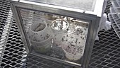 House flies in laboratory cage