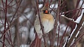Female cardinal puffing feathers