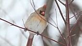 Female cardinal perching on branch