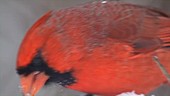 Male cardinal eating seeds