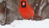 Male cardinals fighting over seeds