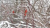 Male cardinals perching