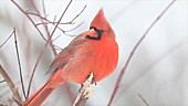 Male cardinal puffing feathers