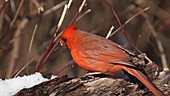 Male cardinal eating seeds