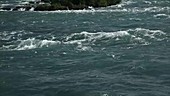 Niagara River and Horseshoe Falls