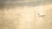 Canada geese swimming through mist