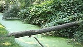 Duckweed choking waterway