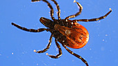 Tick displayed on laboratory light box
