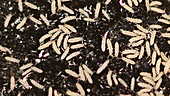 Springtails feeding and drinking in soil