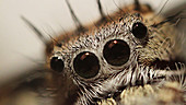 Extreme close up of jumping spider eyes
