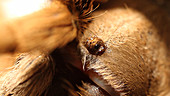Extreme close up of tarantula eyes
