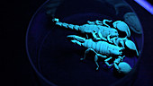 Scorpions glowing under UV light