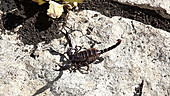 Scorpion raising claws in defense